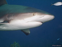 Without a doubt the greatest and magnificent creatures in... by Steven Anderson 